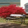 Indian Summer